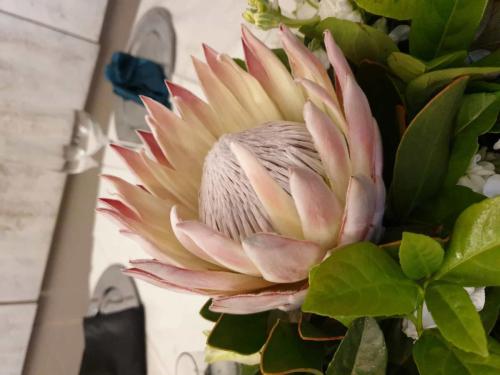 Pink-King-Protea